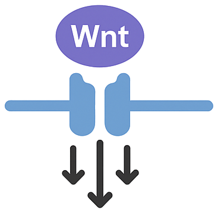 Wnt receptor complex with downstream signaling arrows