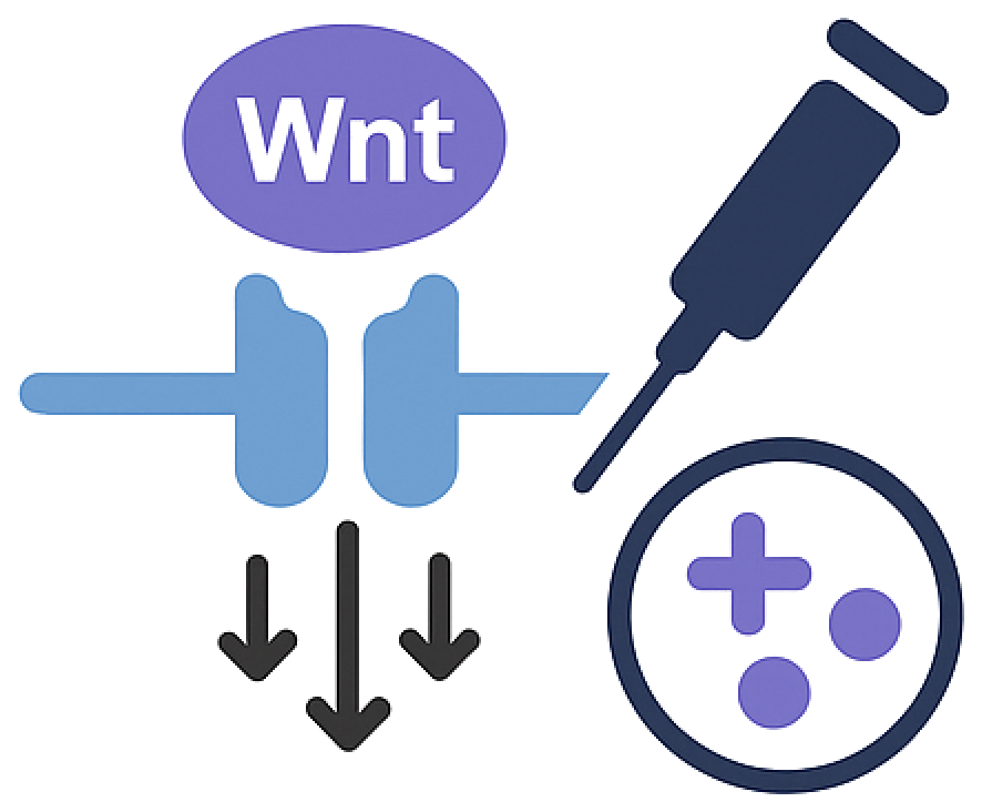 Receptor-specific Wnt modulation with syringe and organoid symbols